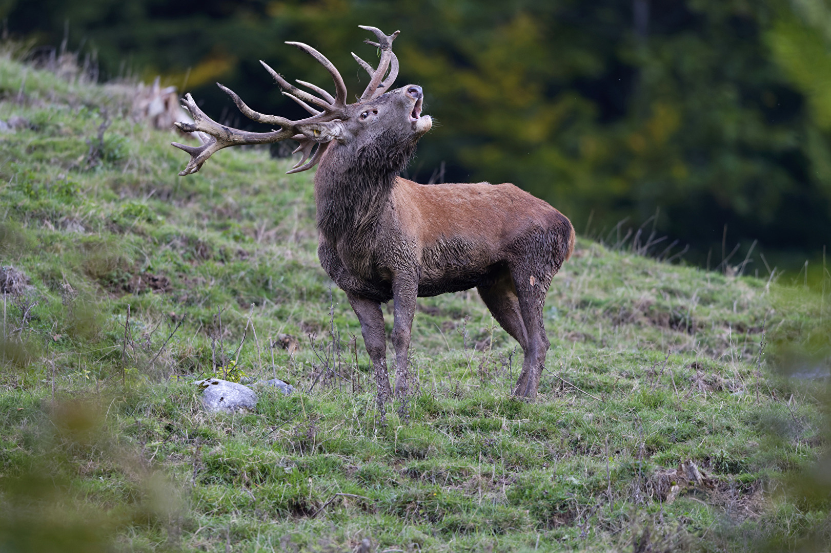 Röhrender Hirsch zur Brunftzeit