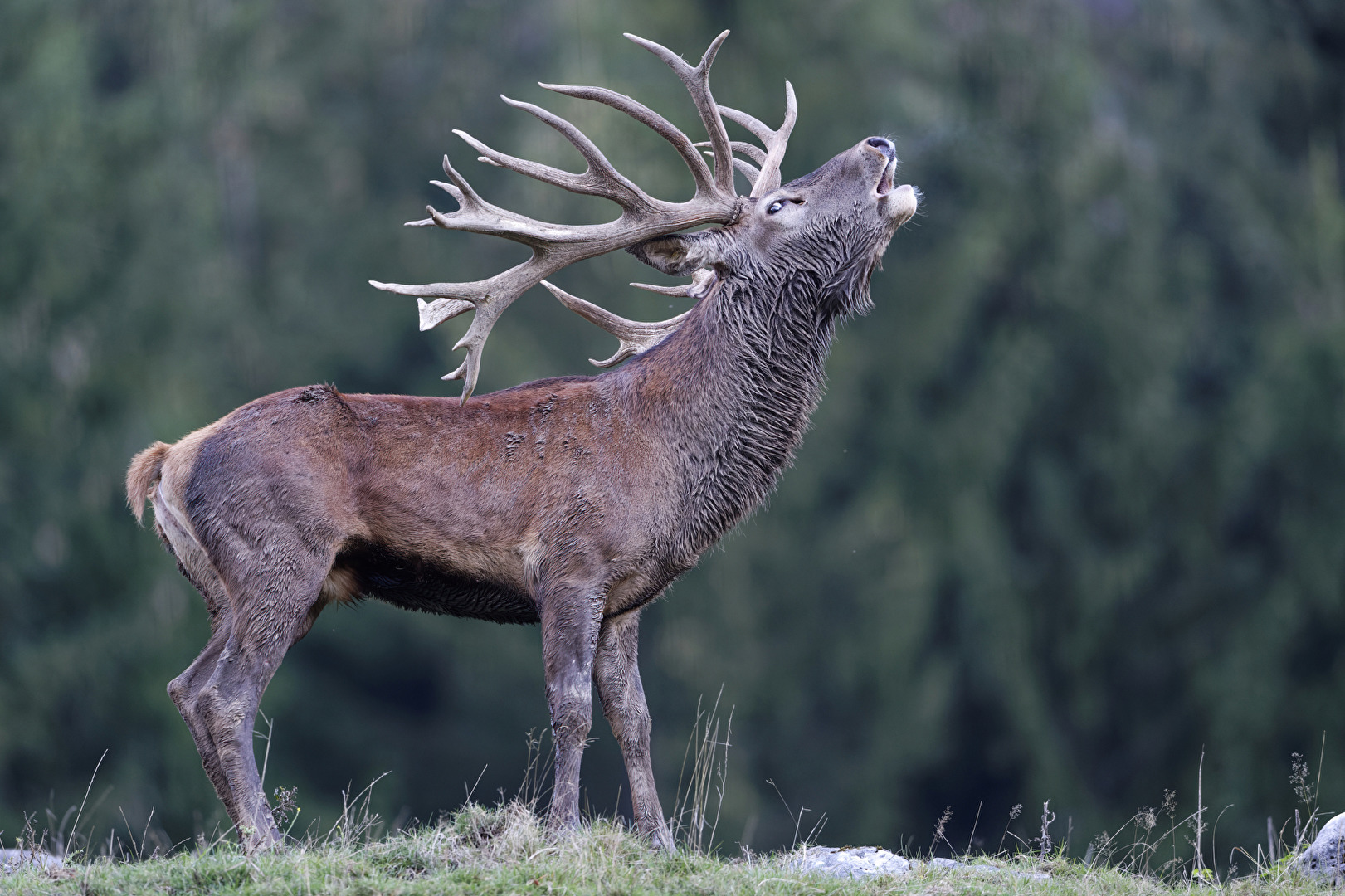 Röhrender Hirsch auf einem Hügel