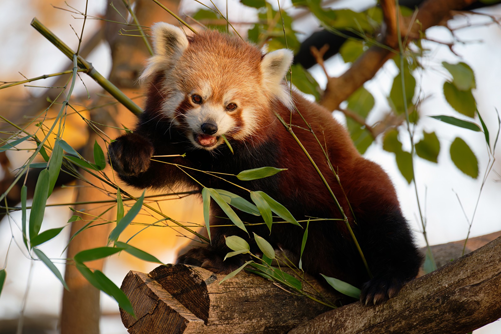 Kleiner (Roter) Panda im Abendlicht