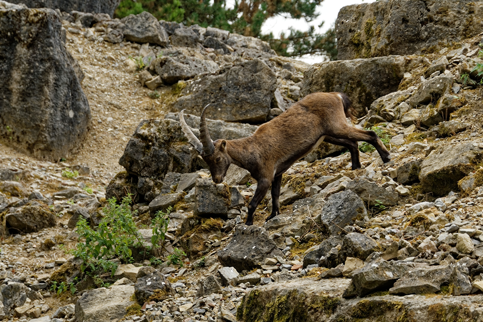 Alpensteinbock