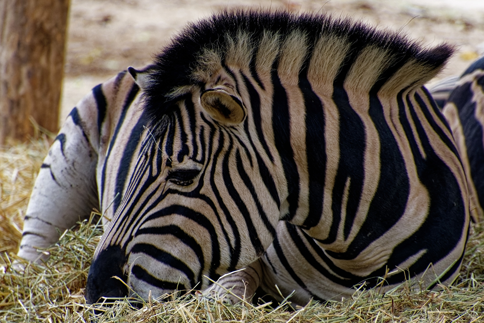 Zebra