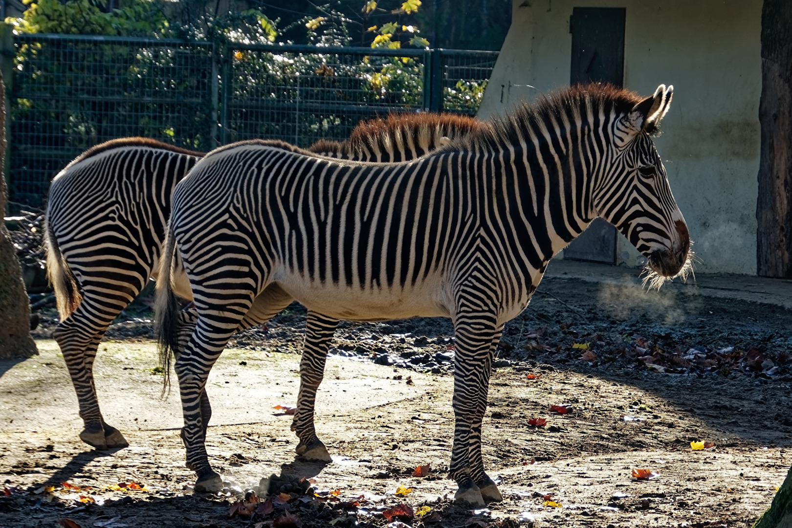 Zebra
