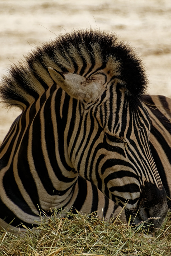 Zebra