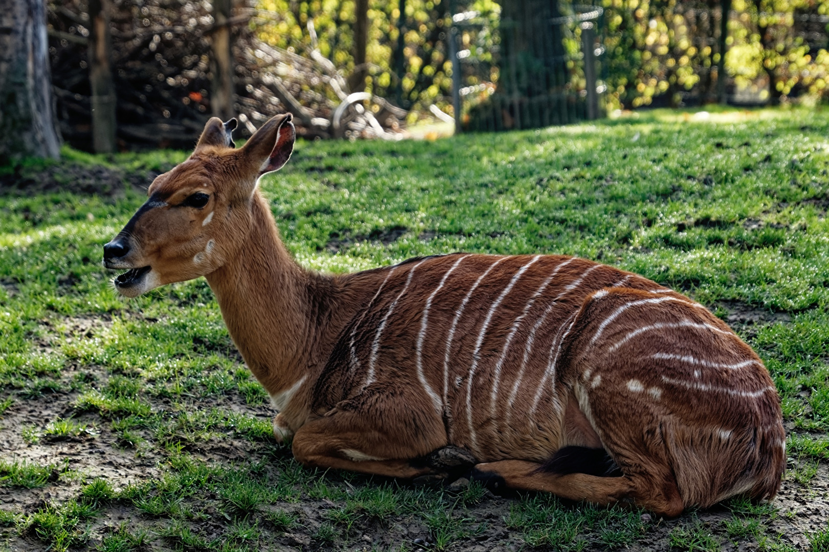 Flachlandnyala
