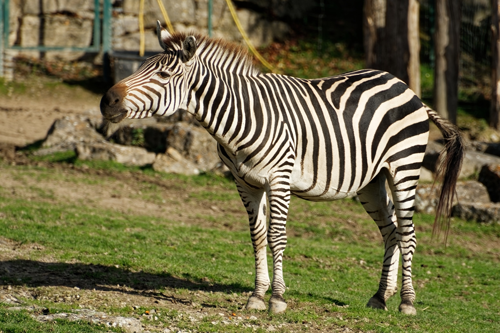 Zebra