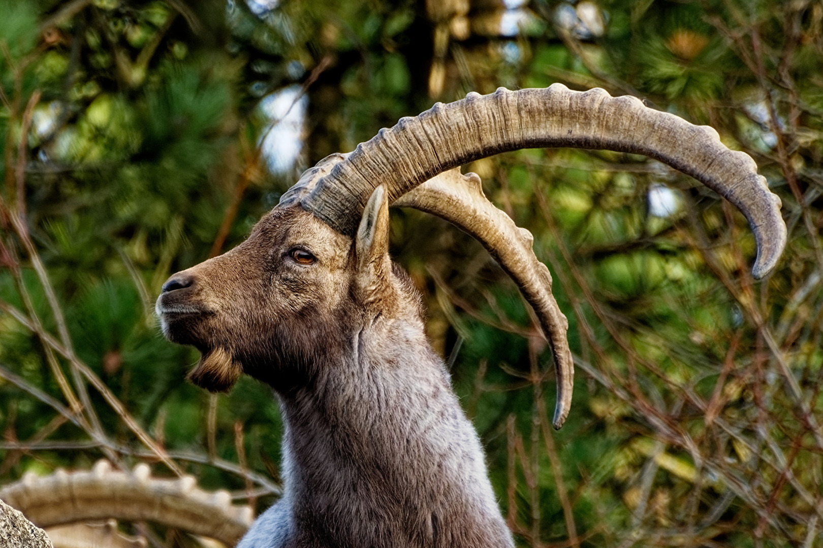 Alpensteinbock