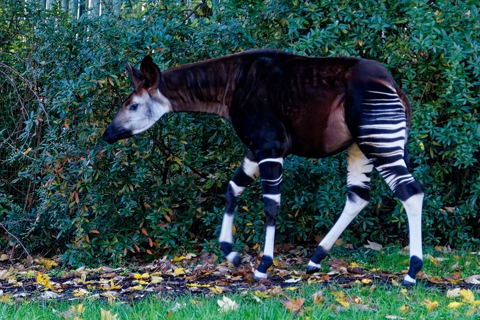 Okapi