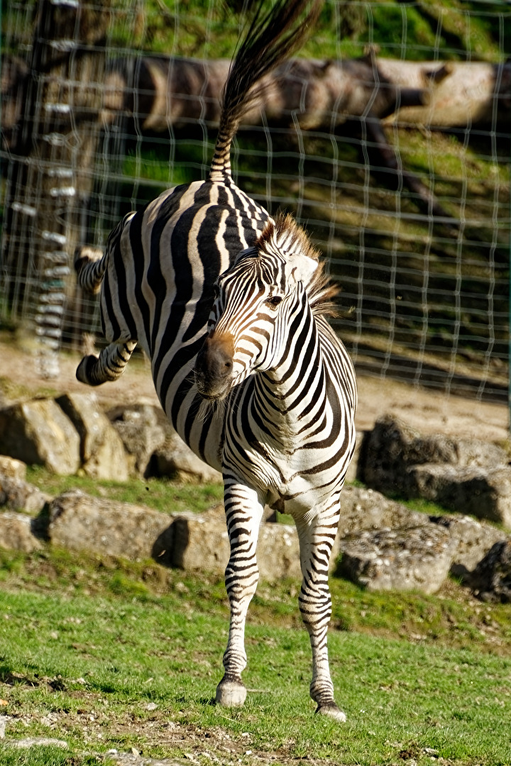 Zebra