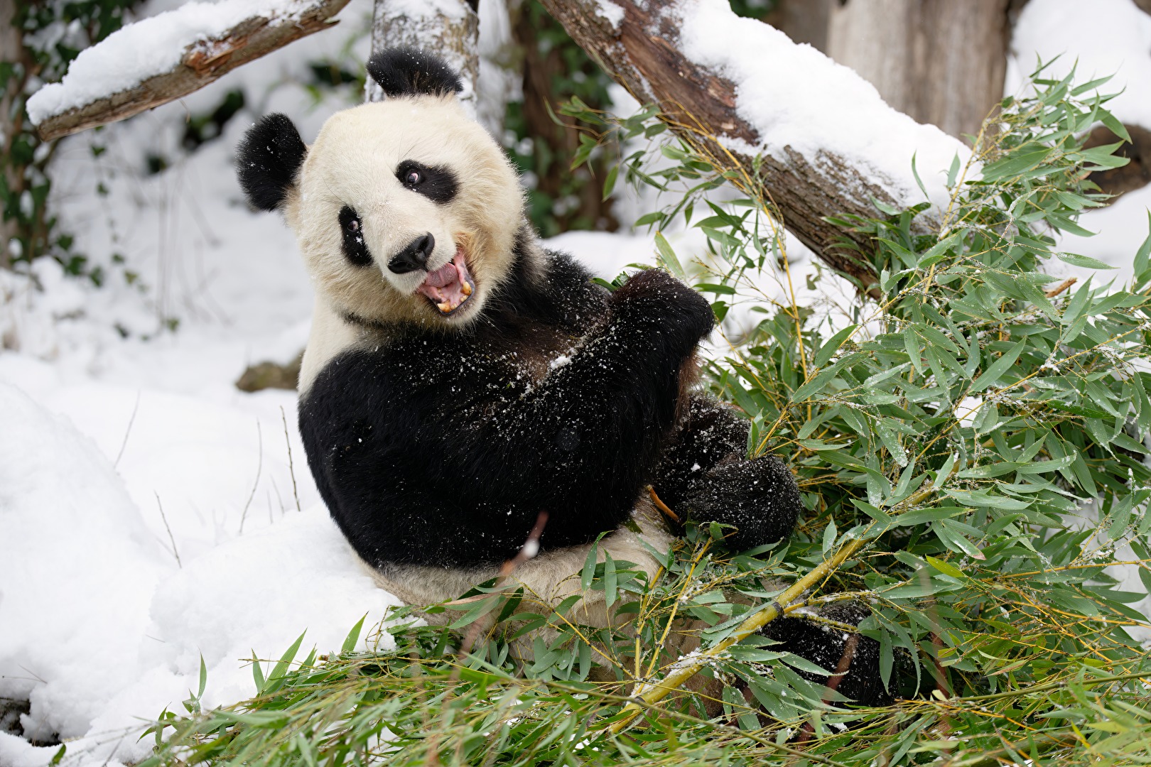Großer Panda Yang-Yang beim Frühstück im Schnee