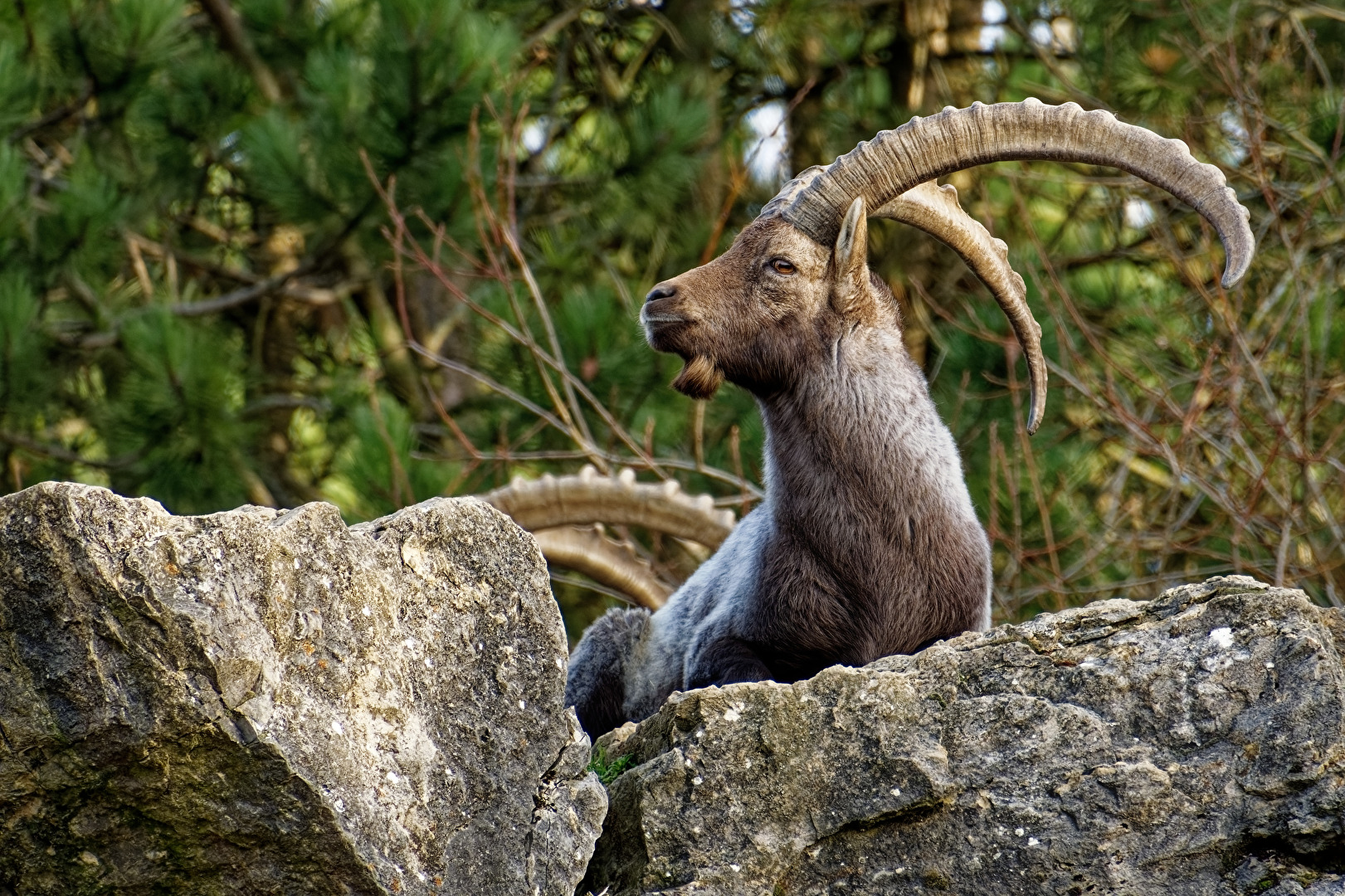 Alpensteinbock