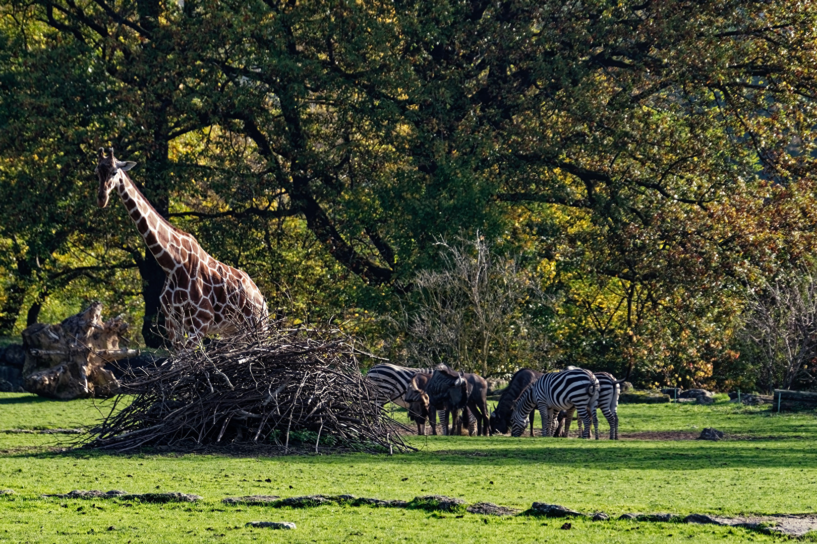 Afrika Savanne  ( Böhmzebra,Strefengnu,Giraffen )