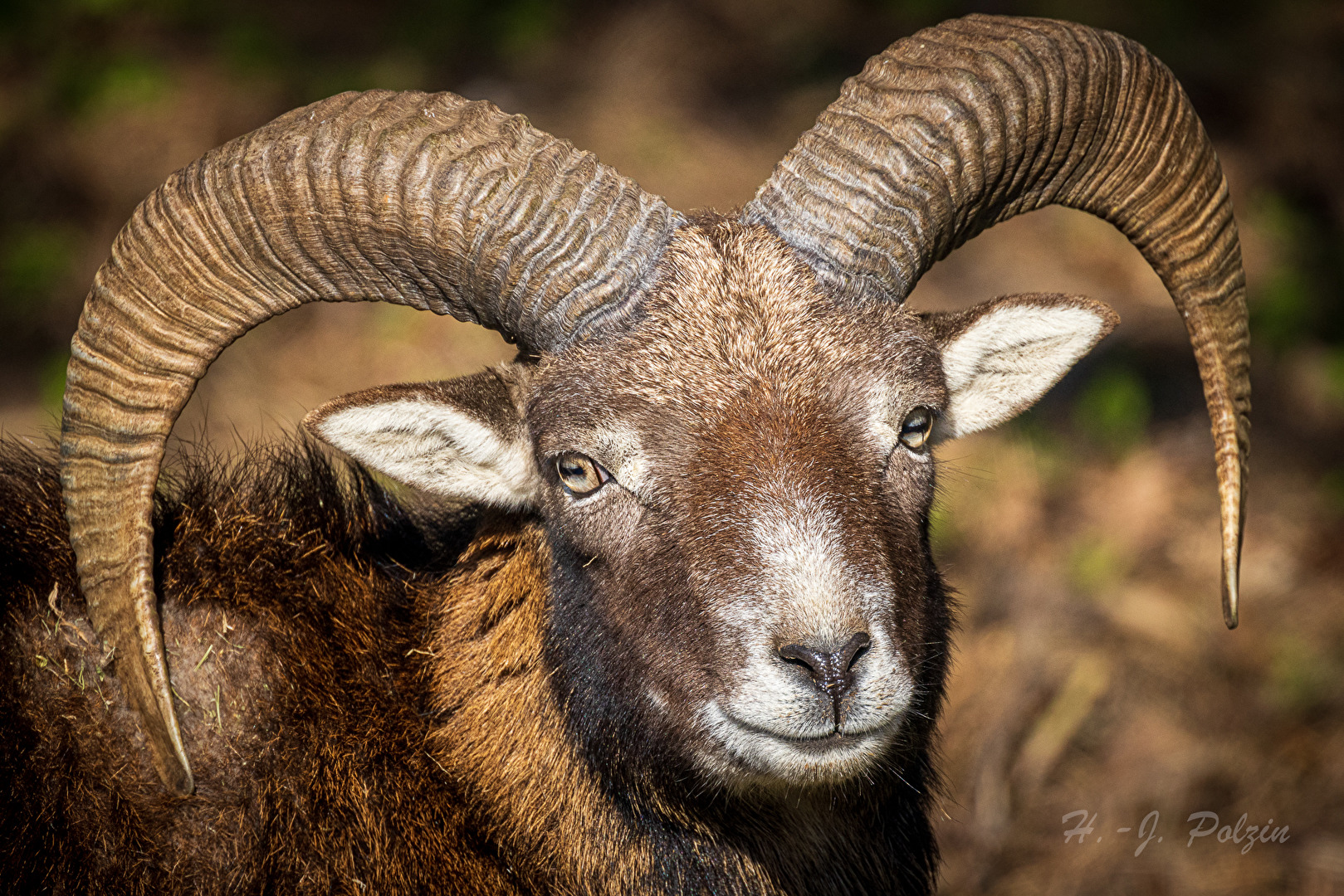 Tiere