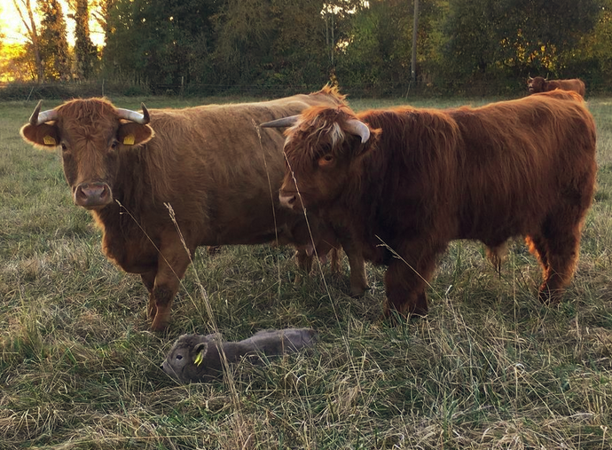 Tiere