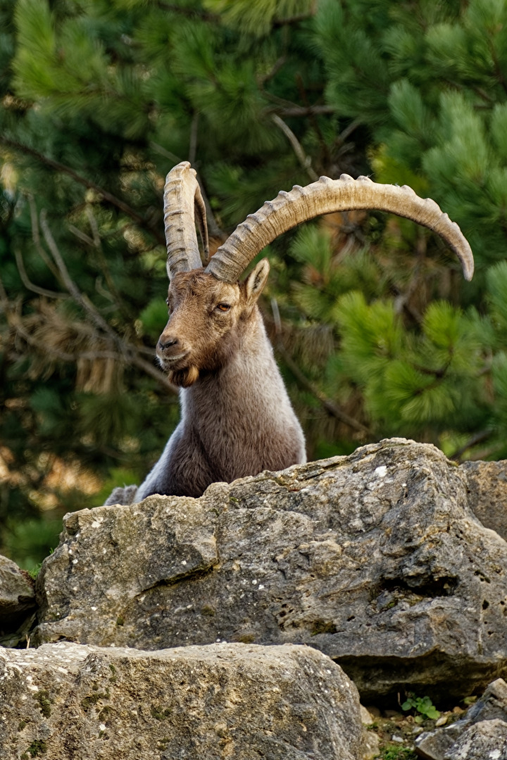 Alpensteinbock