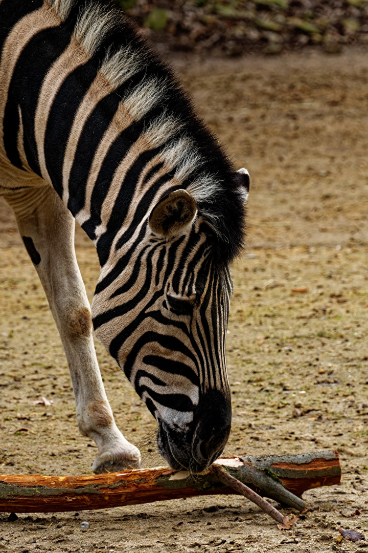 Zebra