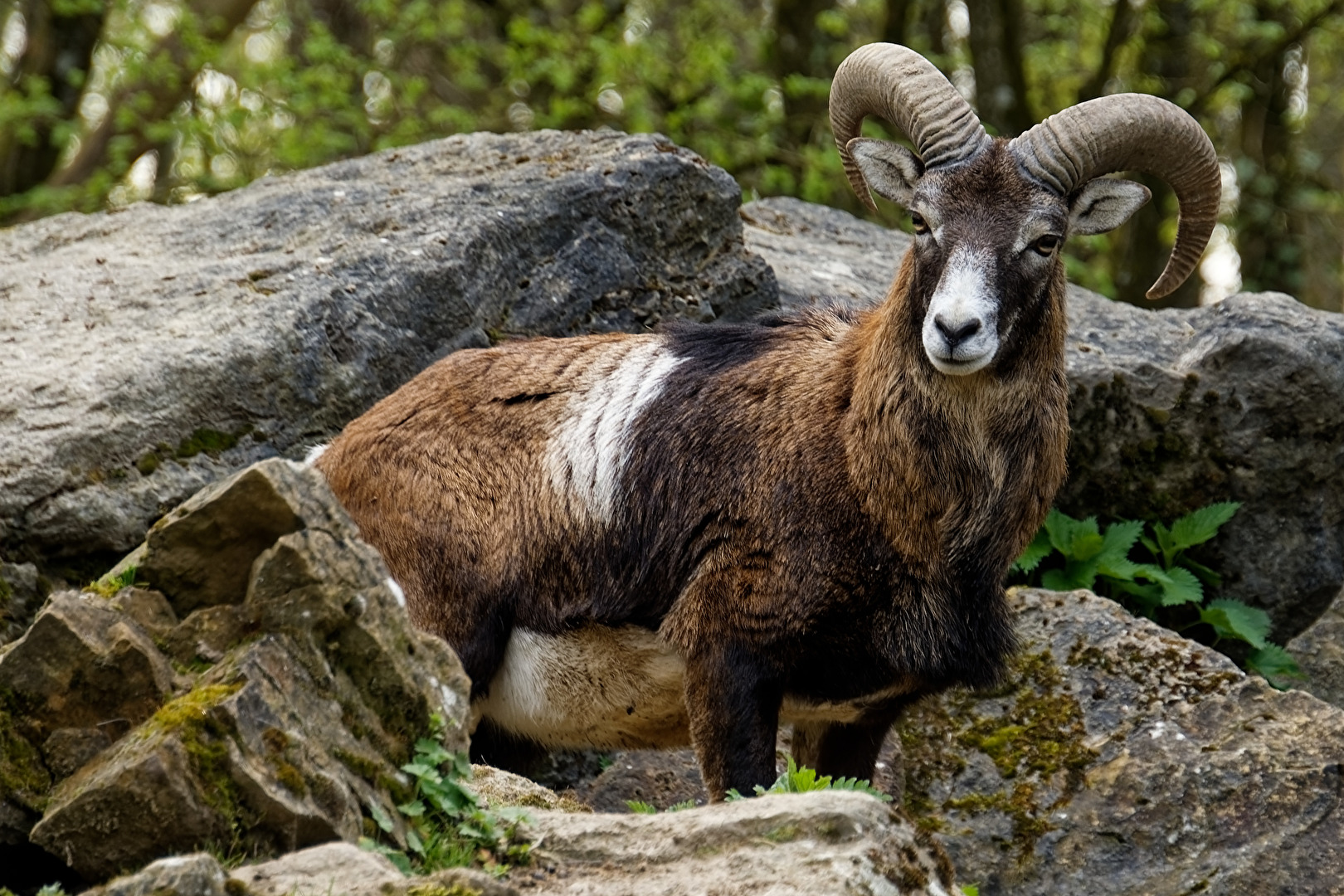 Mufflon