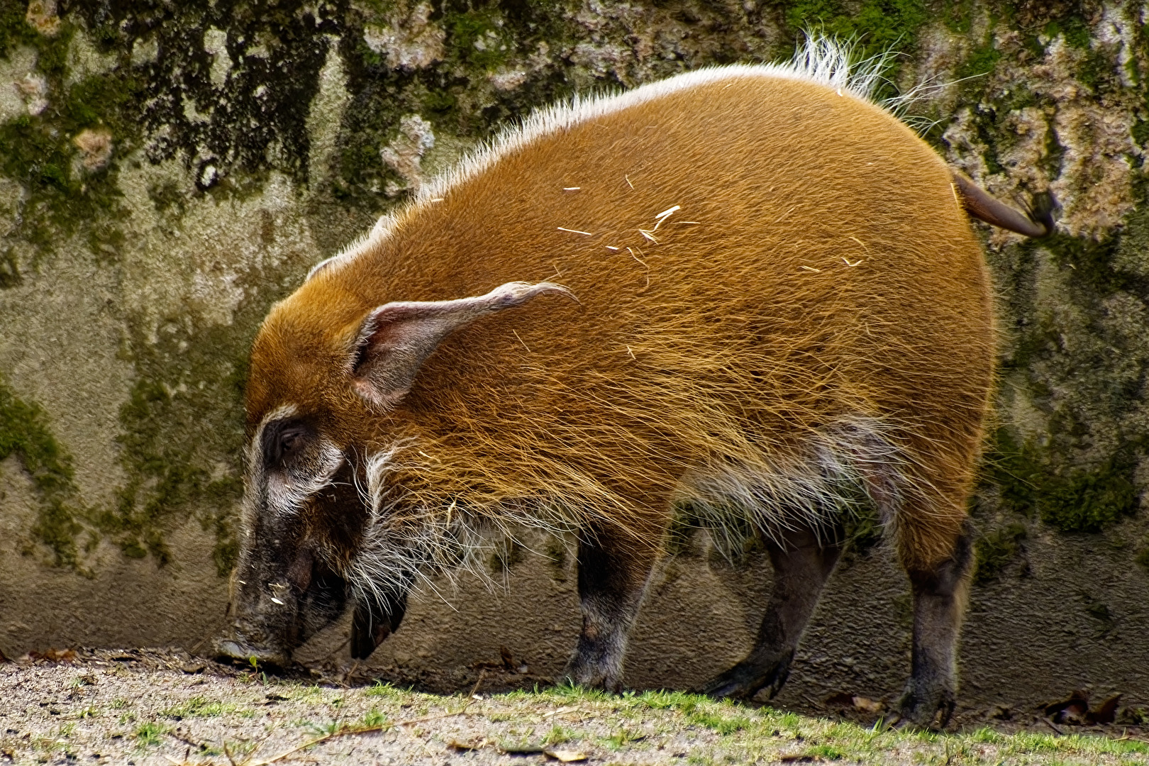 Pinselohrschwein