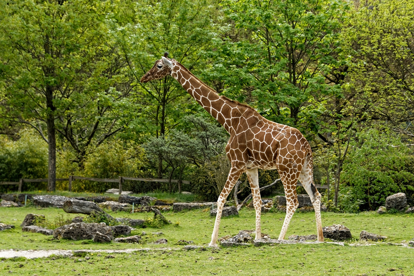 Giraffe