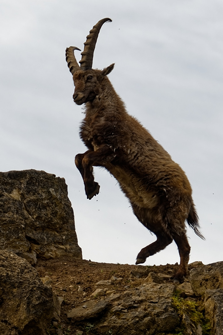 Alpensteinbock