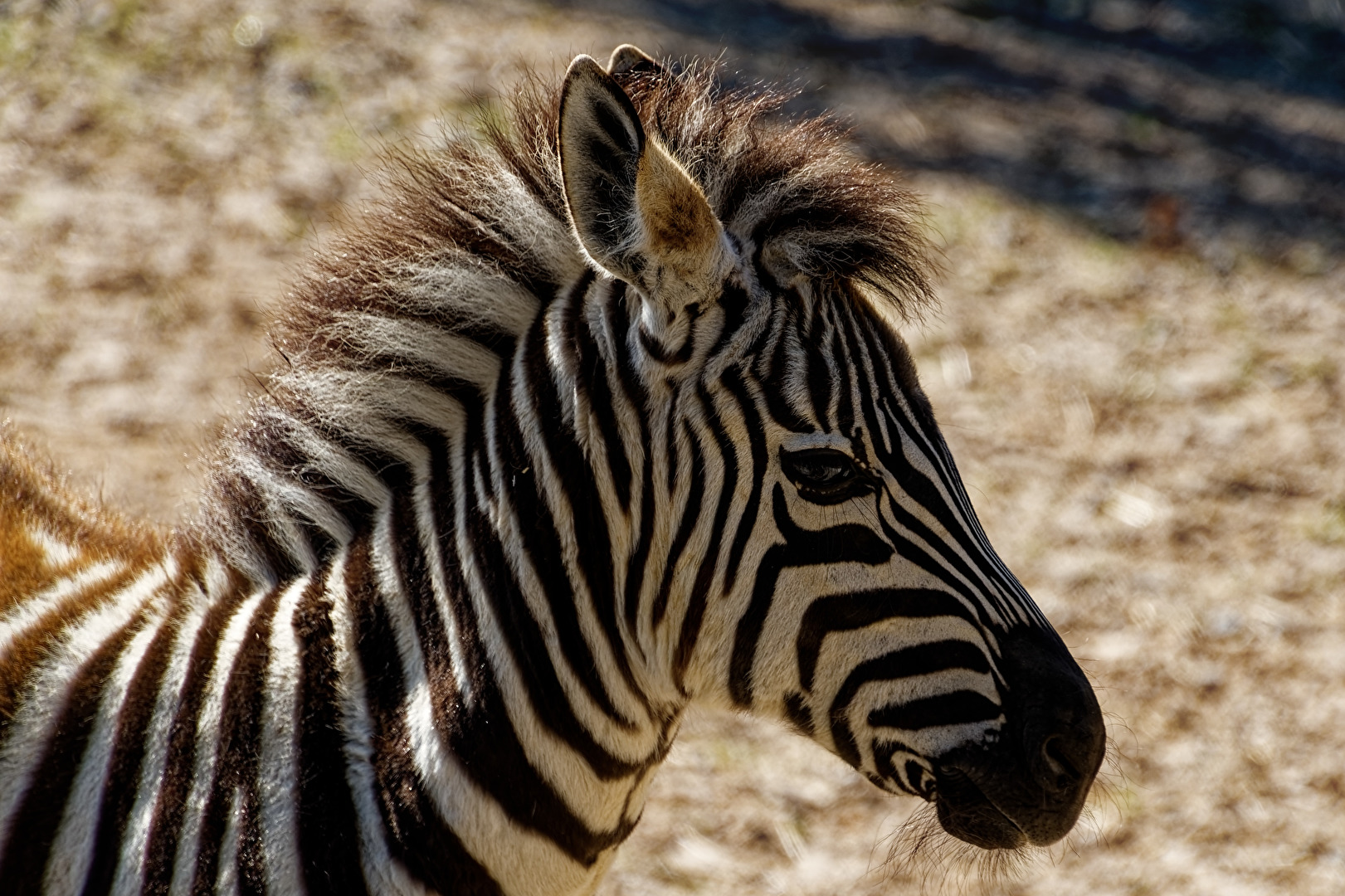 junges Zebra
