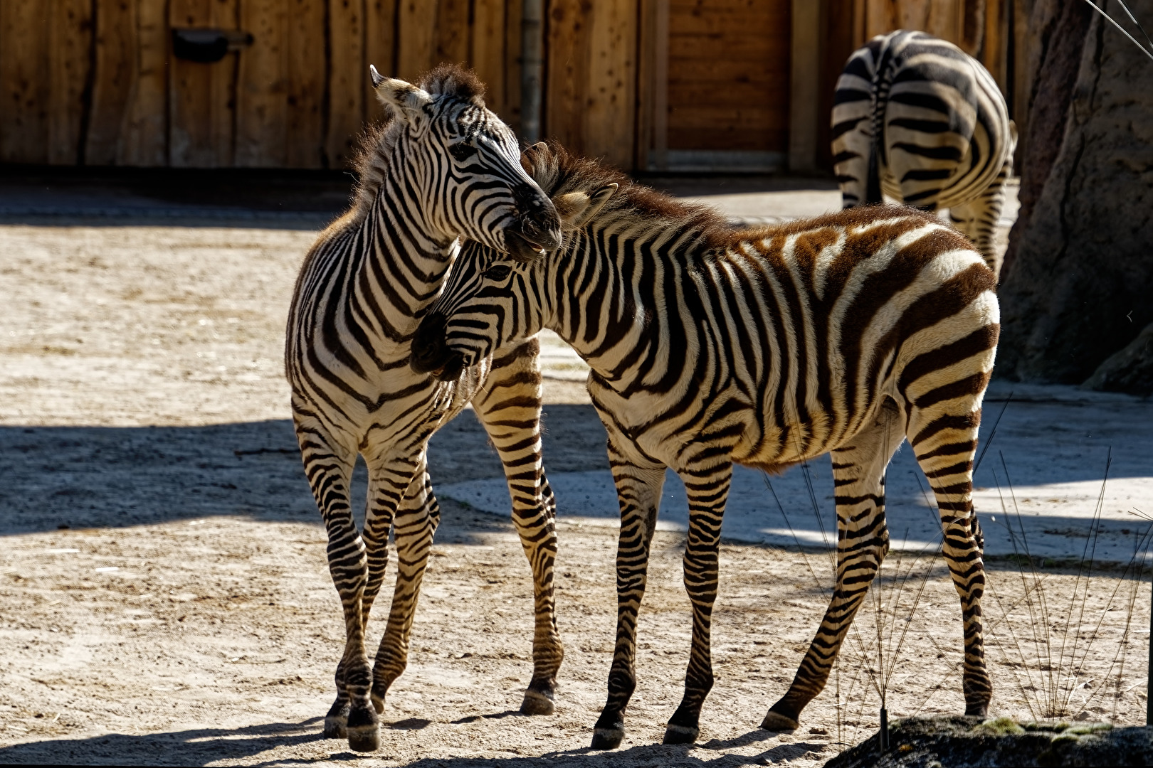 Zebras