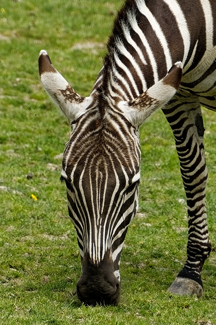 Zebra