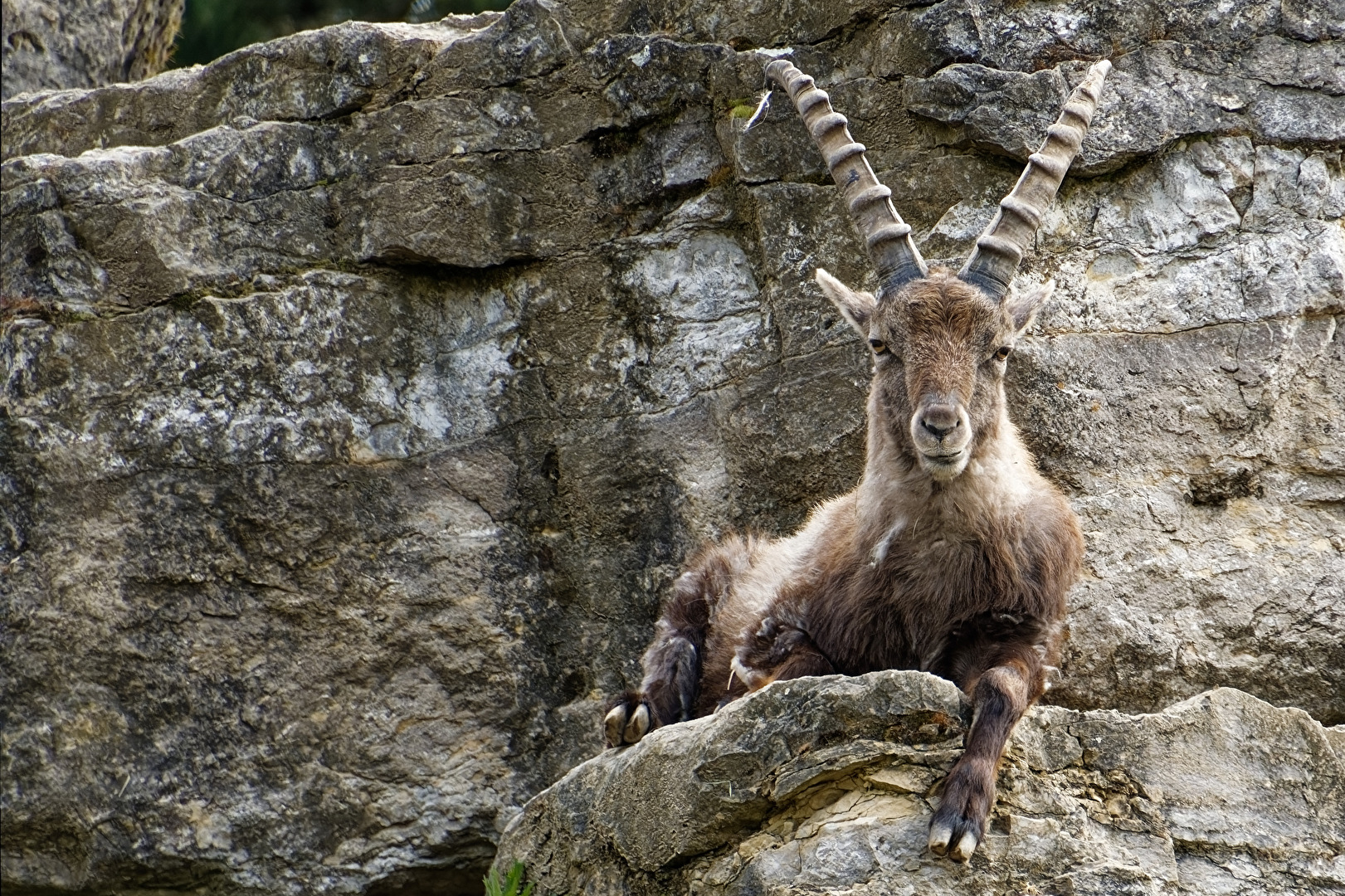 Alpensteinbock