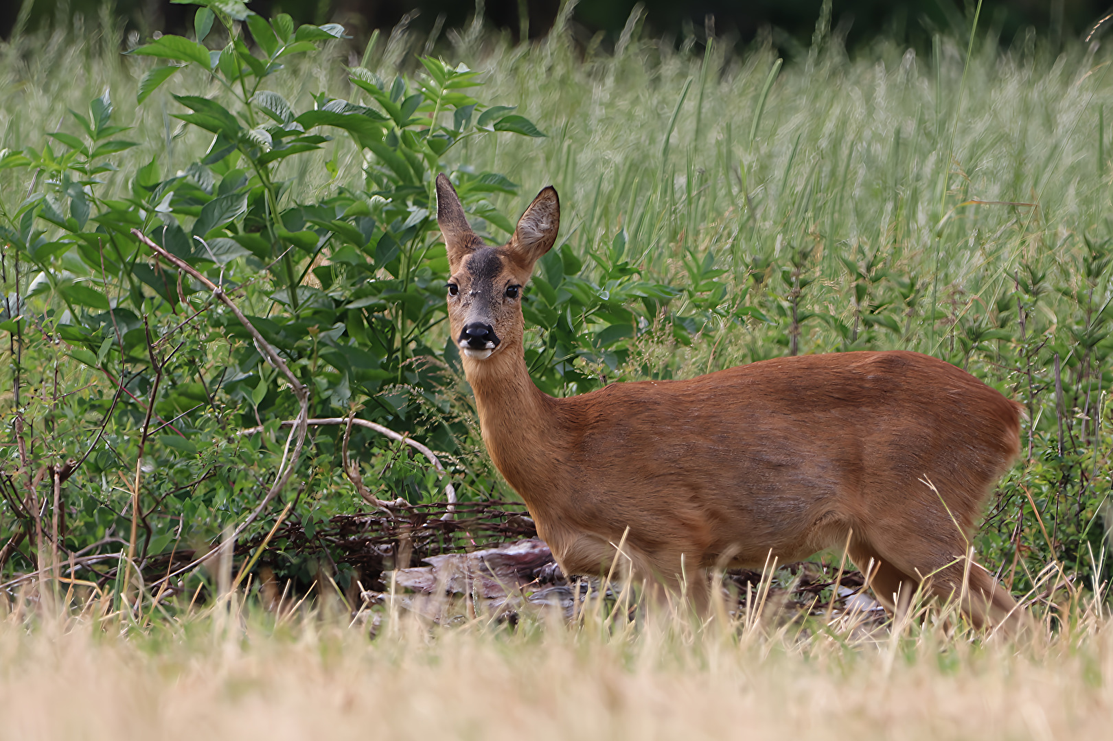 Ich hatte es schon aufgegeben doch dann stand Sie neben mir