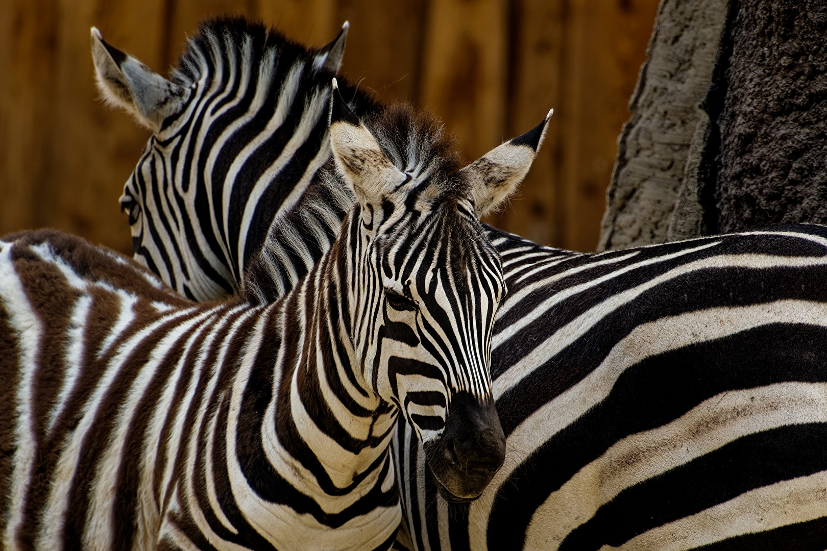 Zebras