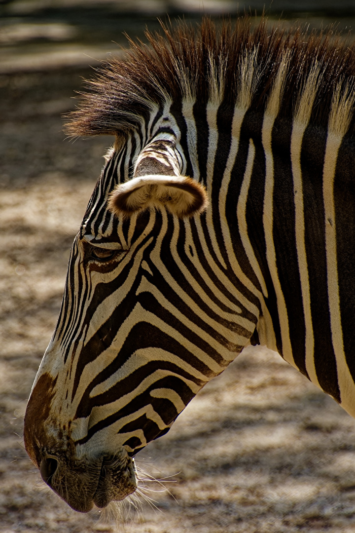 Zebra