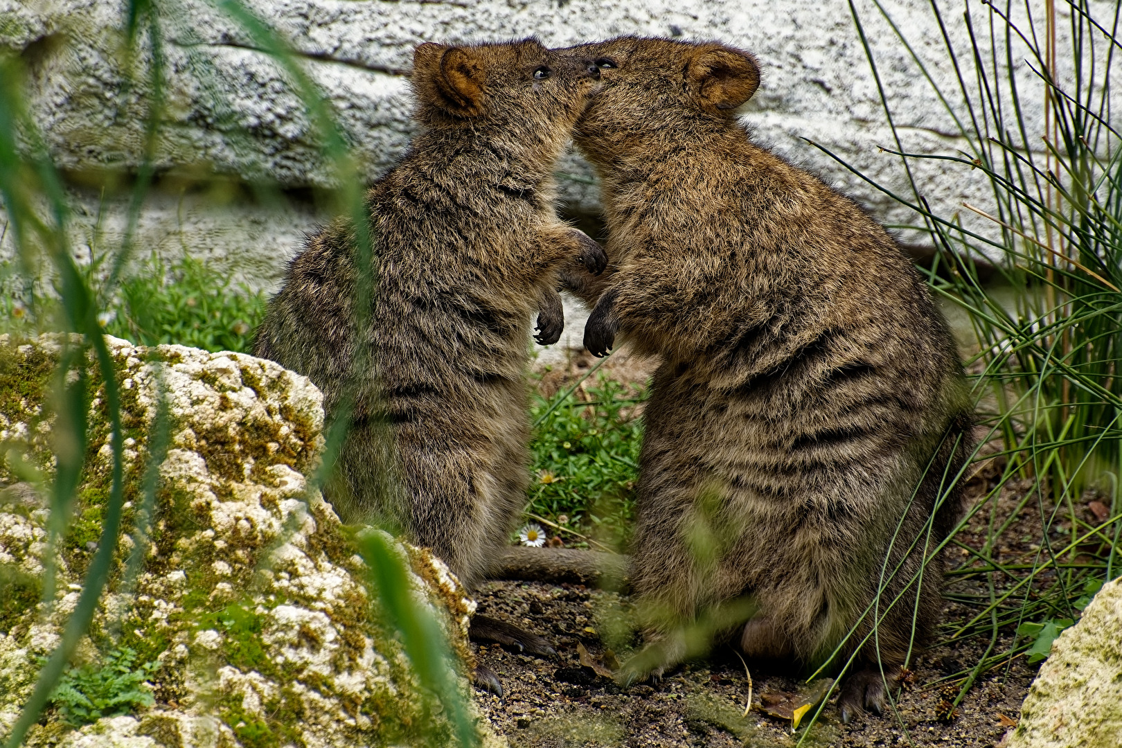 Baumkänguru