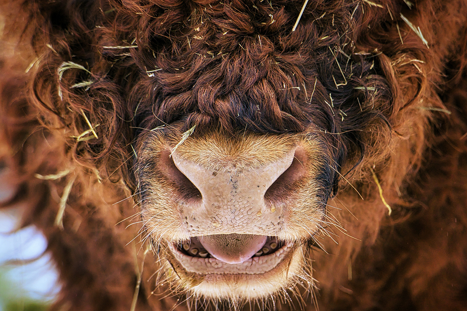 Highland Cattle