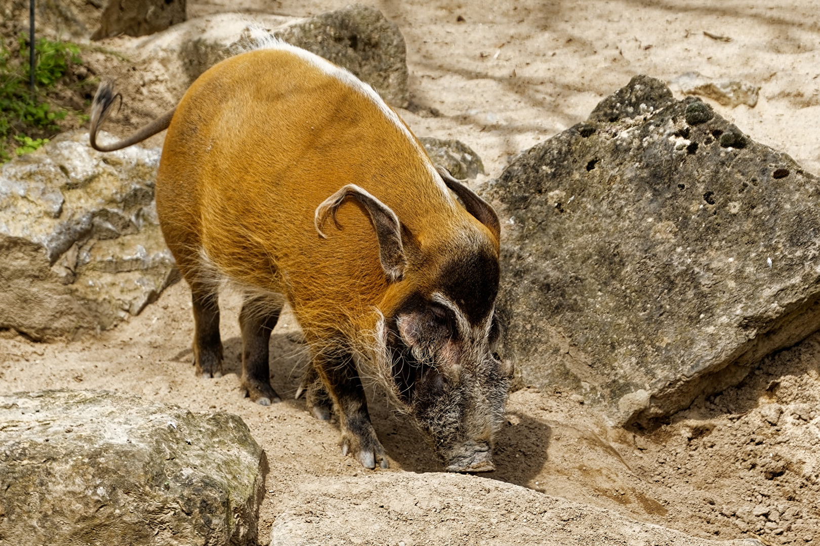 Pinselohrschwein