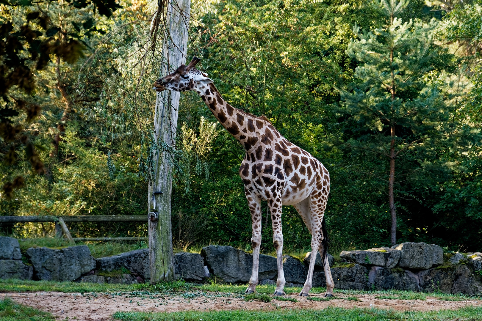Giraffe