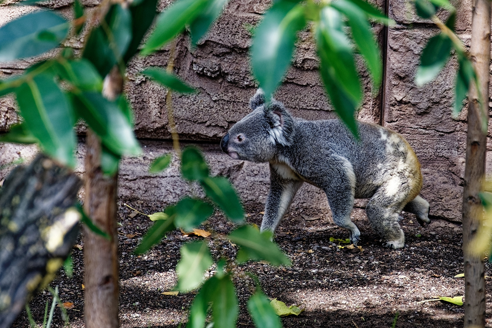 Koala