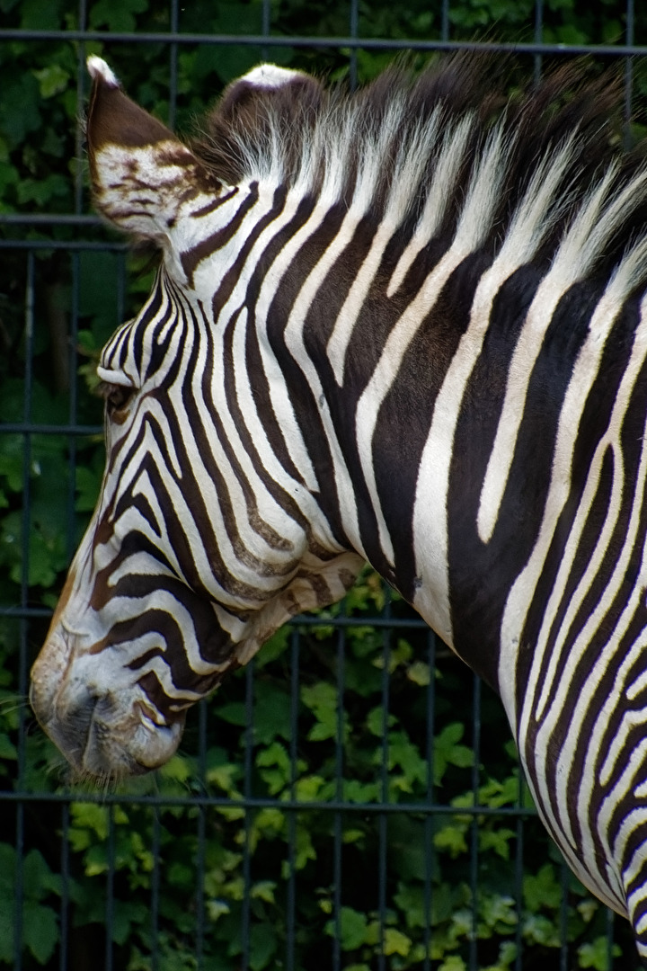 Zebra