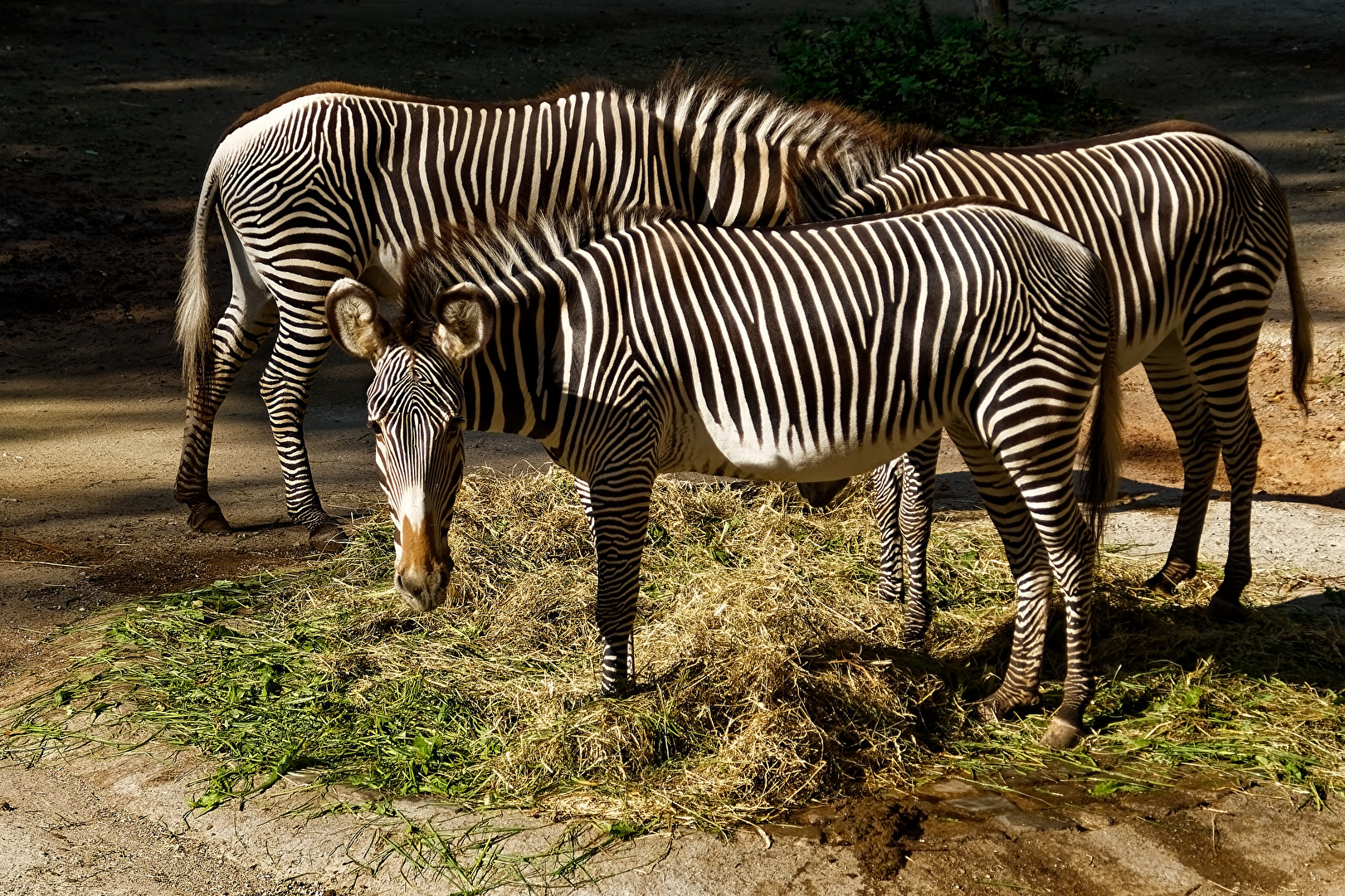 Zebras