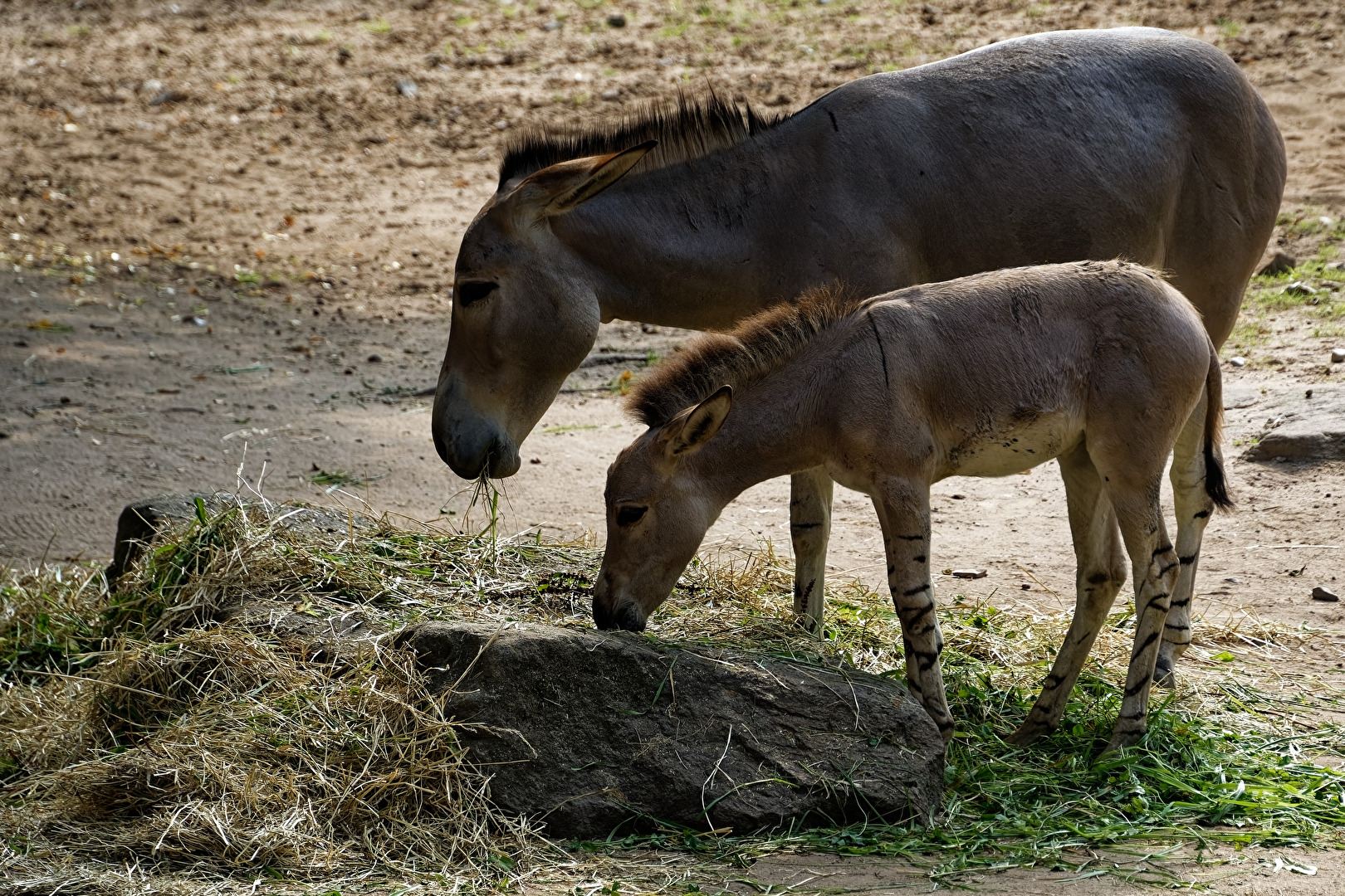 Somali - Wildesel