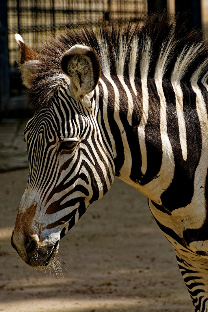 Zebra