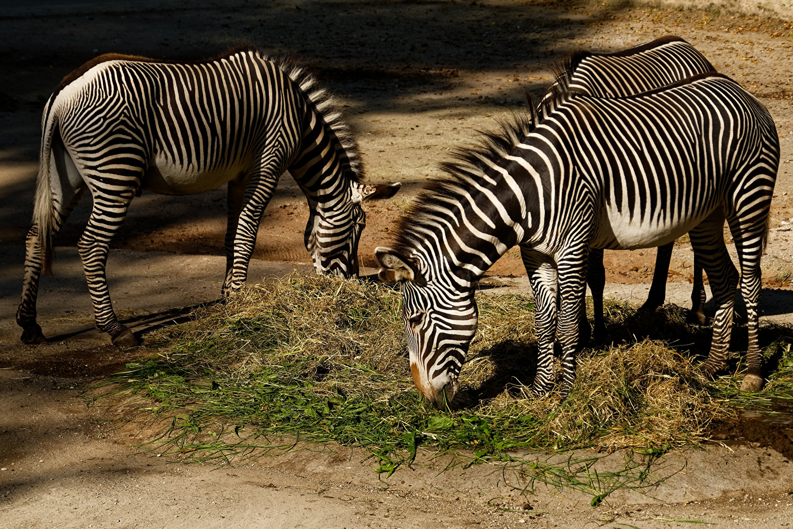 Zebras