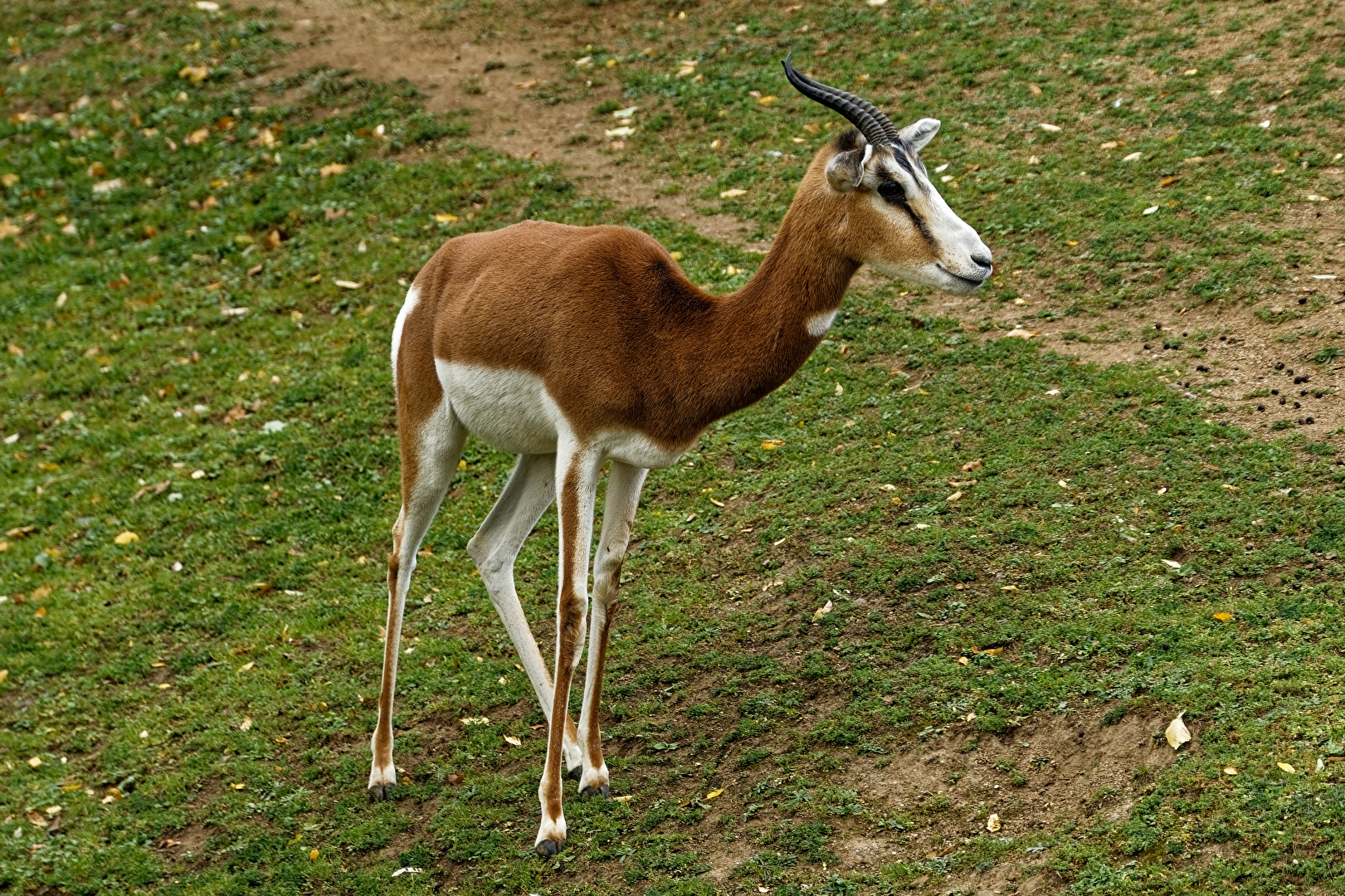 Mhorrgazelle