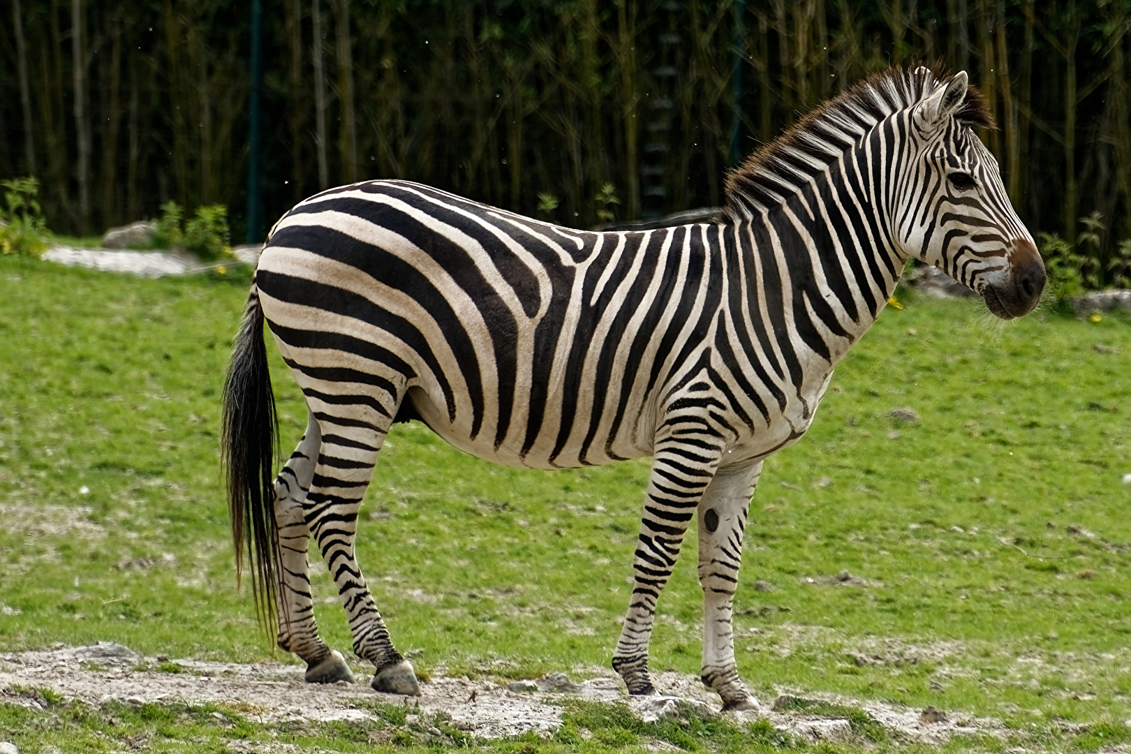 Zebra