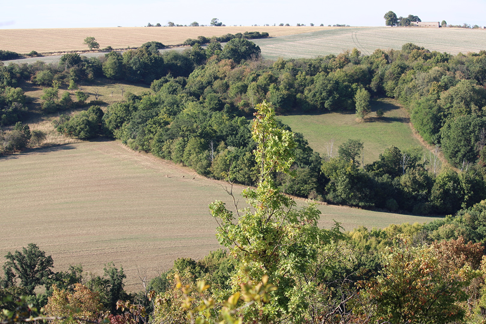 Rehwild in freier Natur