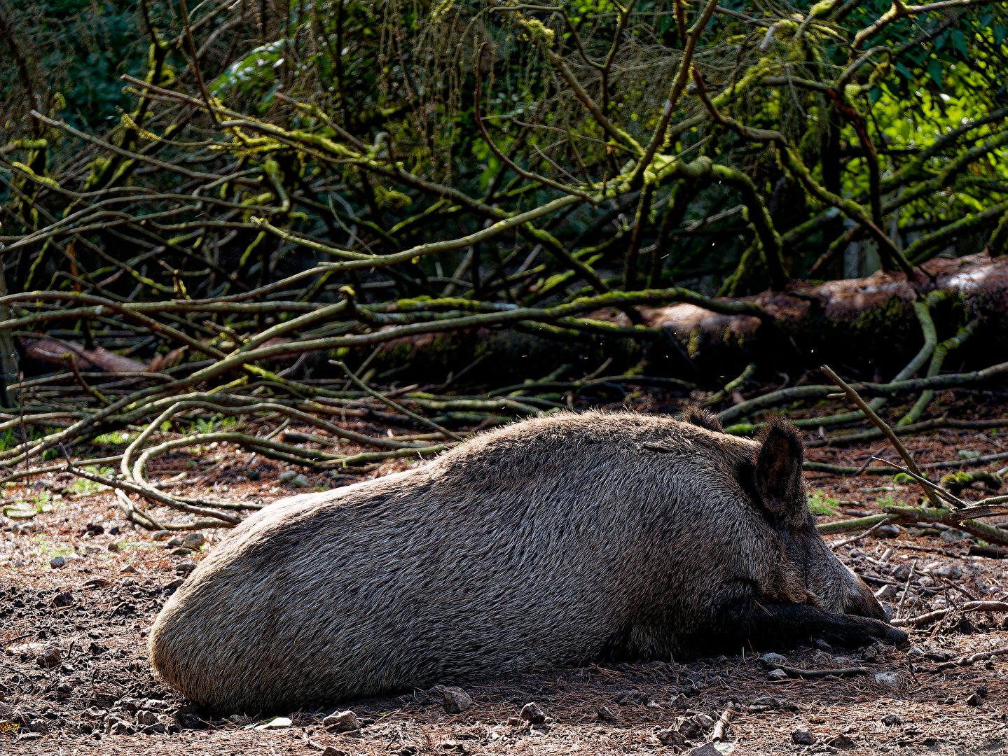 Mittagsschläfchen...