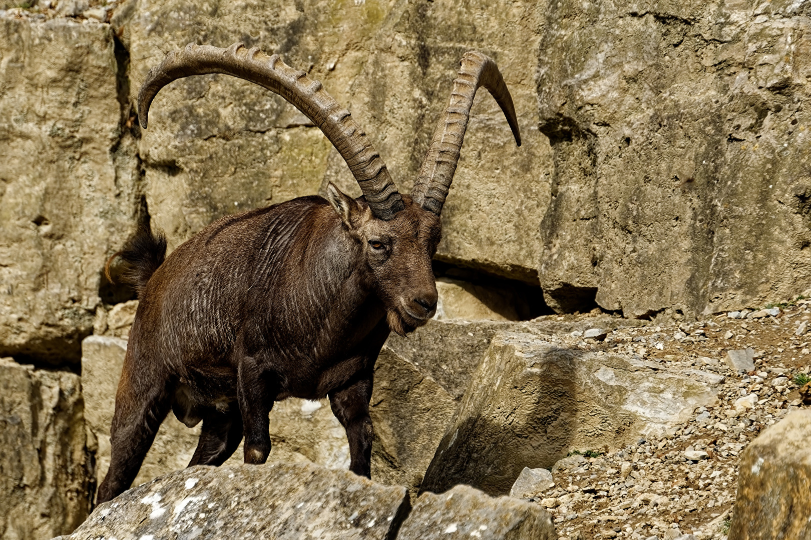 Alpensteinbock