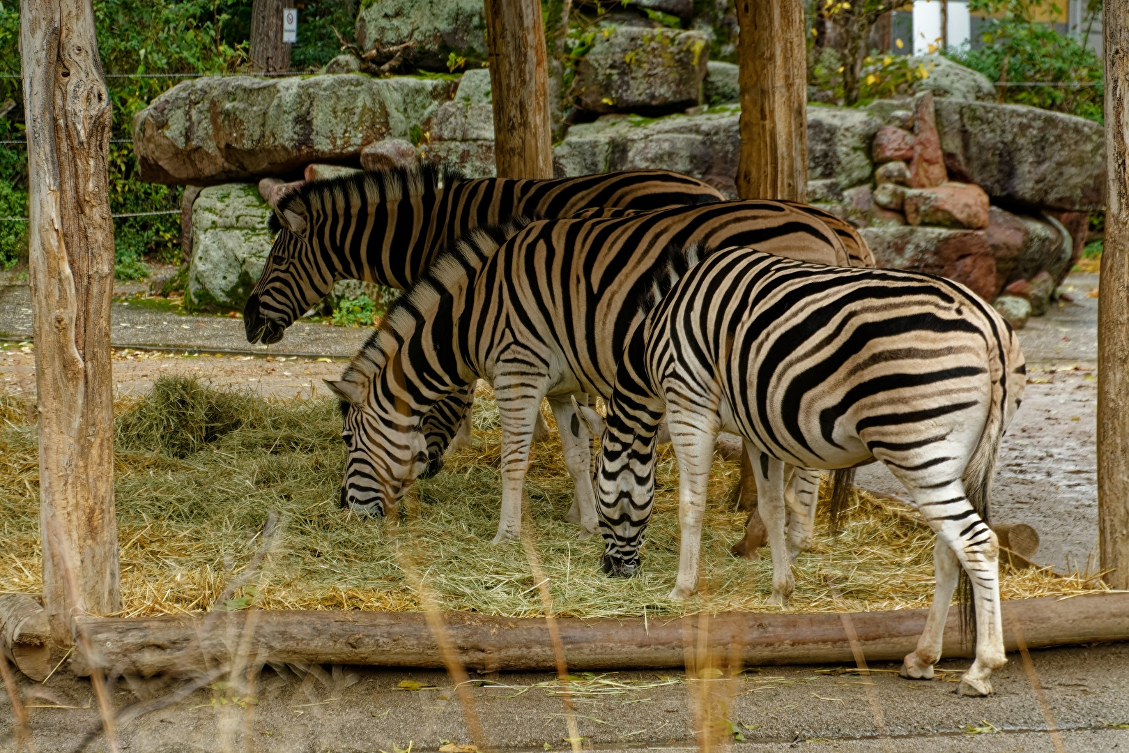 Zebras