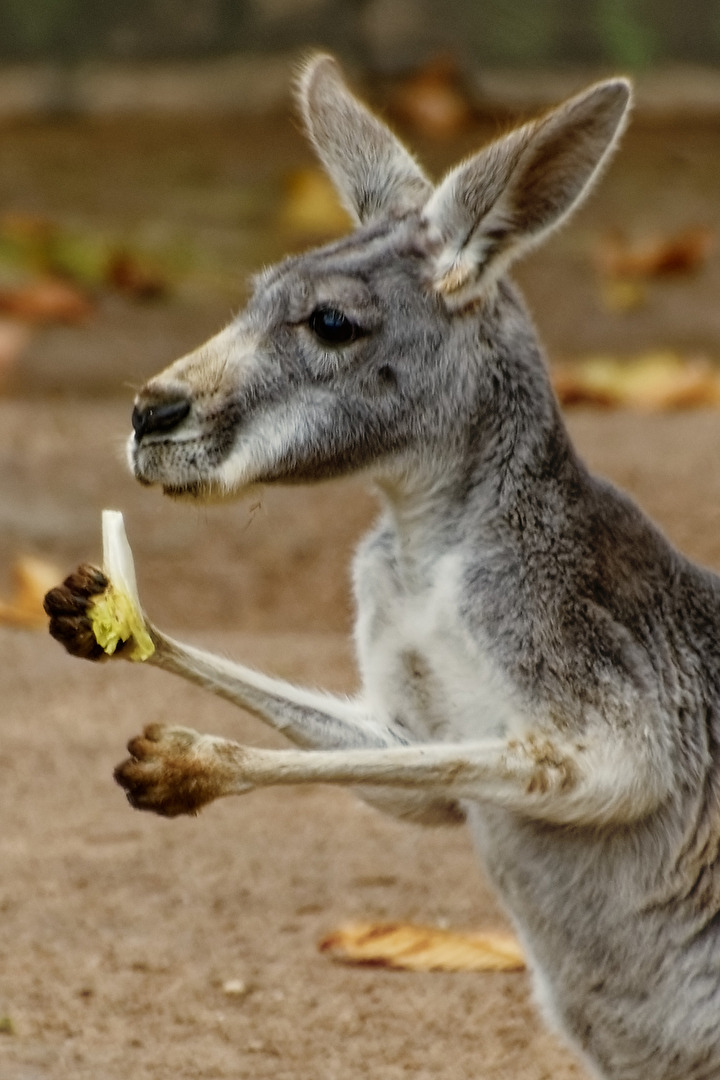 Känguru