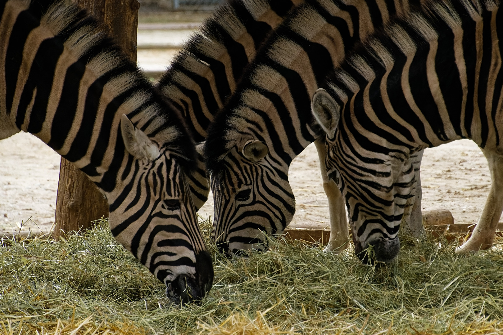 Zebras