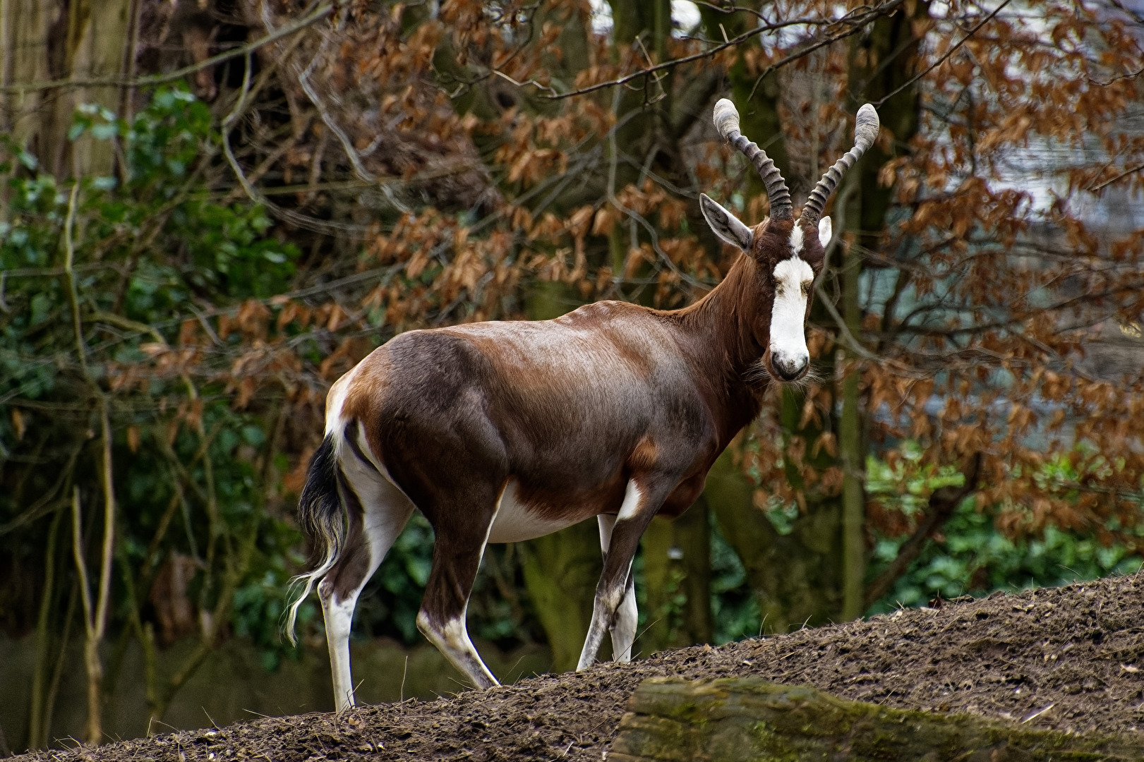 Bleßbock