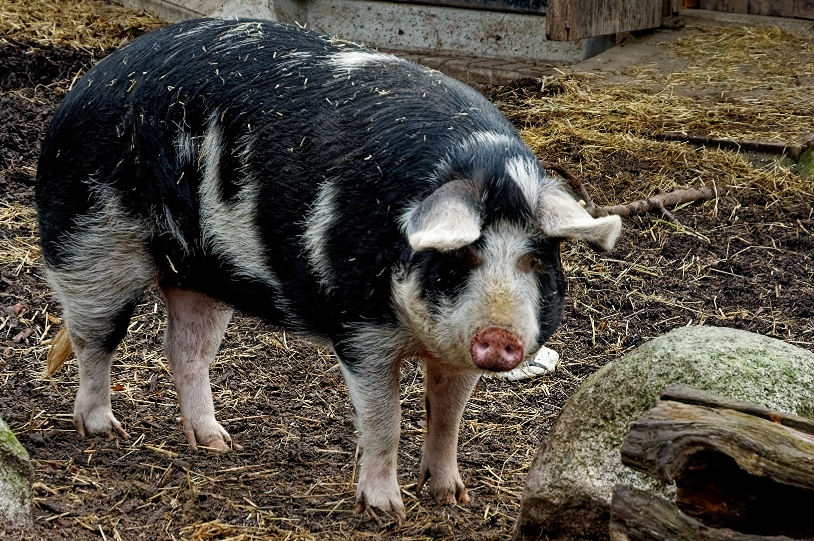 Schwedisches Linderöd  Schwein